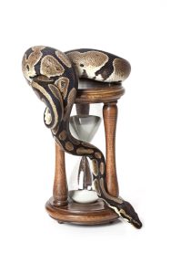 Royal Python with hourglass